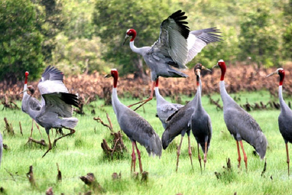 Khám phá Vườn quốc gia Tràm Chim mùa nước nổi