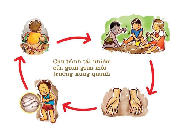 Chu trình tái nhiễm của giun giữa môi trường xung quanh. Ảnh minh họa
