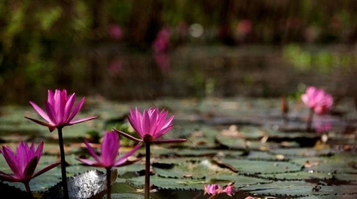 Lạc giữa suối Yến nên thơ giữa mùa Thu 