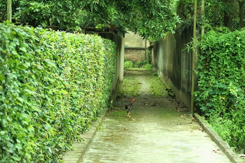 Ngây ngất trước những bức ảnh làng quê Bắc Bộ