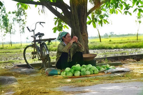 Ngây ngất trước những bức ảnh làng quê Bắc Bộ