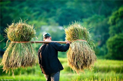 Ngây ngất trước những bức ảnh làng quê Bắc Bộ