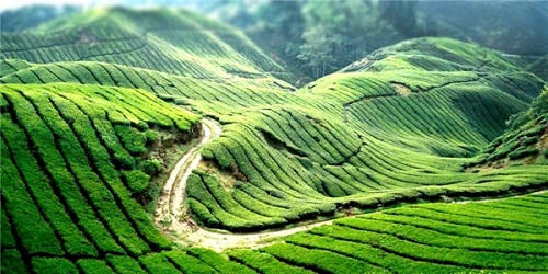 Ngây ngất trước những bức ảnh làng quê Bắc Bộ