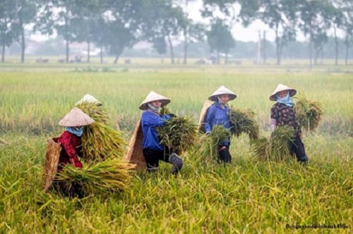 Ngây ngất trước những bức ảnh làng quê Bắc Bộ