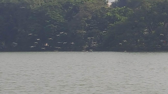 Chuyện lạ quanh Tháp Rùa giáp ngày 10/10