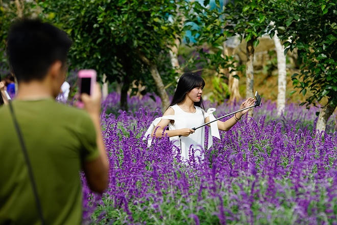 Hoa oải hương nở tím trên cao nguyên Lào Cai