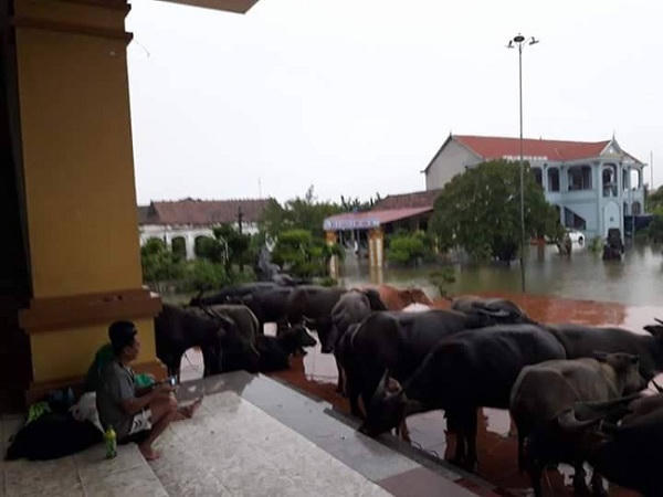 Nghẹn lòng cảnh người miền Trung chống chọi lũ dữ