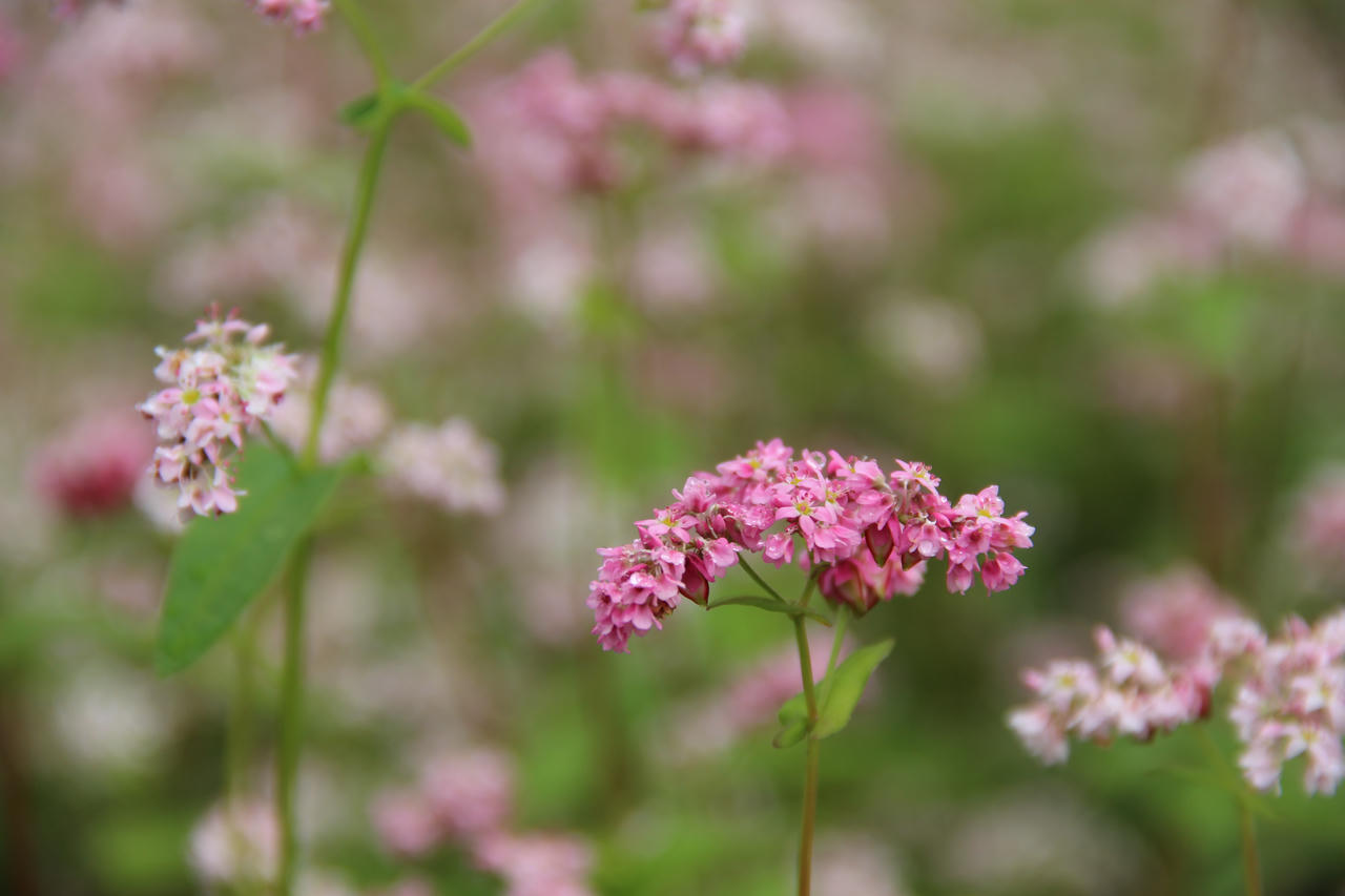 Điểm ngắm hoa tam giác mạch đẹp nhất Hà Giang