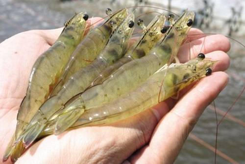 Kết quả hình ảnh cho Mẹo giúp bạn chọn tôm tươi, an toàn cho cả nhà