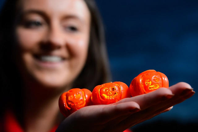 Độc đáo những trái bí ngô nhỏ nhất thế giới đón lễ Halloween