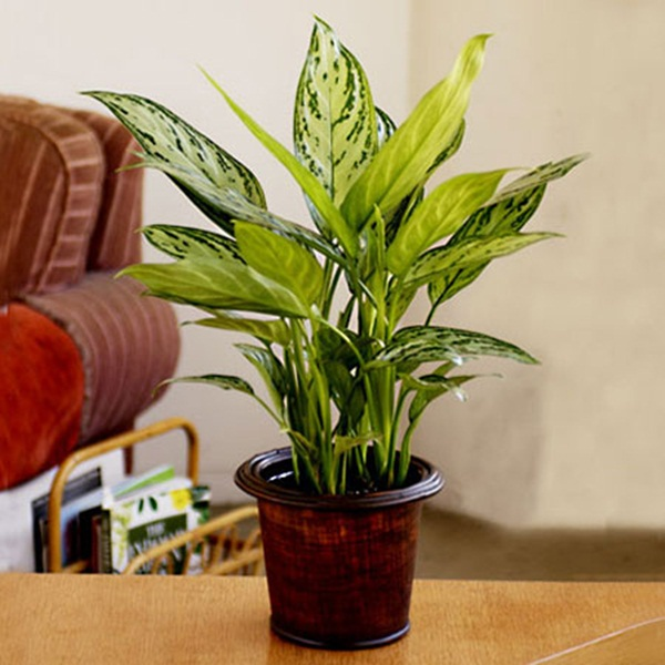 Mách nhau cách đặt cây gì trên bàn làm việc cho hợp phong thủy