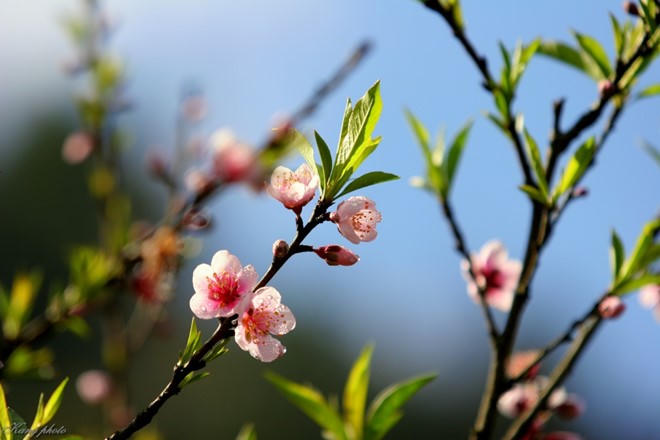 Hòa mình với những con đường hoa tuyệt đẹp ở Việt Nam