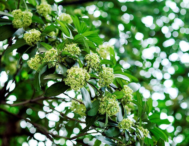 Hòa mình với những con đường hoa tuyệt đẹp ở Việt Nam