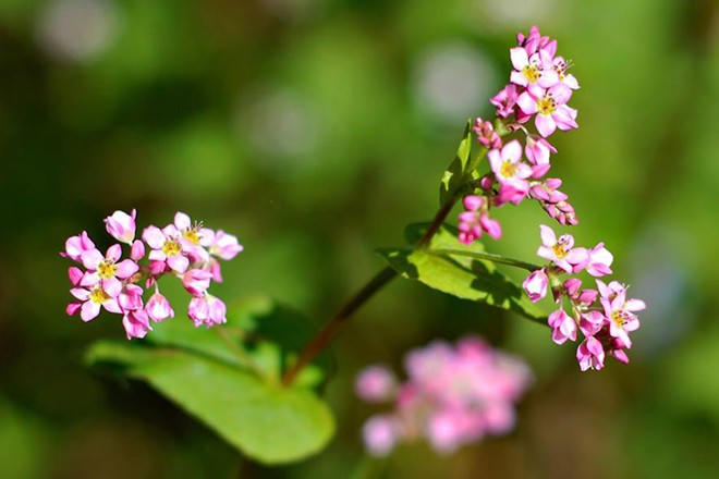 Hòa mình với những con đường hoa tuyệt đẹp ở Việt Nam