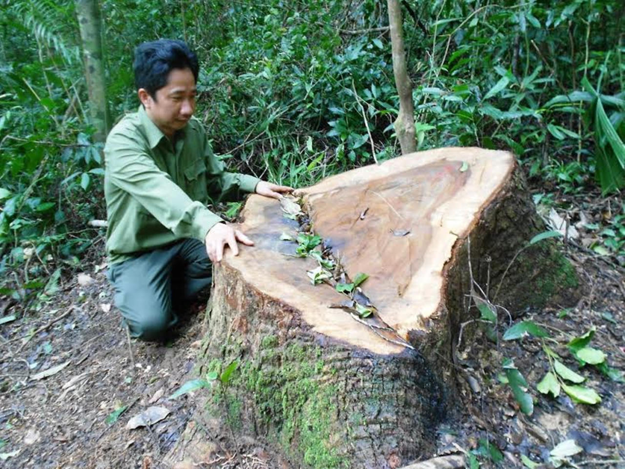 Cách chức trạm trưởng kiểm lâm để lâm tặc “xẻ thịt” cổ thụ