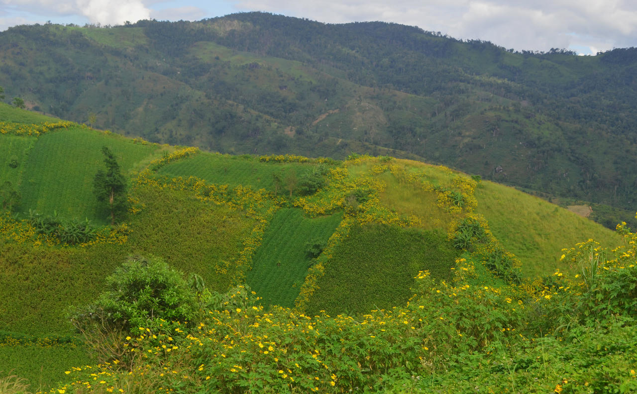 Mùa dã quỳ trên đỉnh Chư Đăng Ya