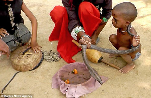 Chuyện về ngôi làng trẻ em chơi với rắn nhiều hơn chơi đồ chơi