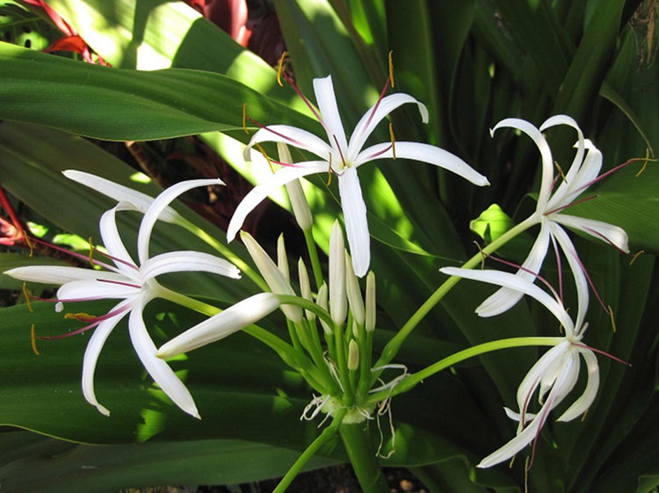 Thực phẩm bảo vệ sức khỏe Vương Bảo gì tốt cho người bị đại tuyến tiền liệt?