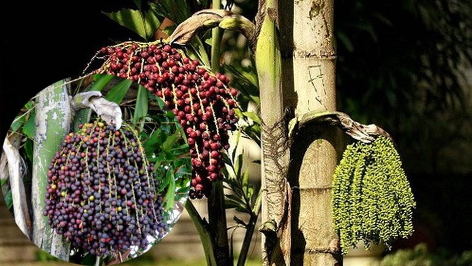 Chiết xuất Caryotin từ cây Đủng đỉnh hỗ trợ điều trị bệnh xương khớp