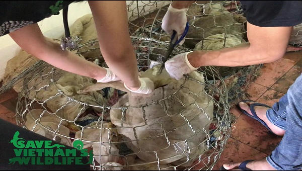 5 năm, Trung tâm Bảo tồn Động vật hoang dã tại Việt Nam cứu hộ 1435 cá thể động vật hoang dã