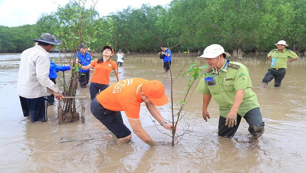 Thêm 2.000 cây bần được trồng tại rừng ngập mặn Sóc Trăng