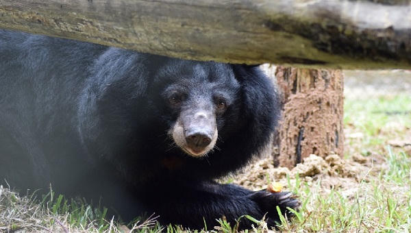 Diễn viên Mỹ gốc Việt Maggie Q đặt tên cho một chú gấu