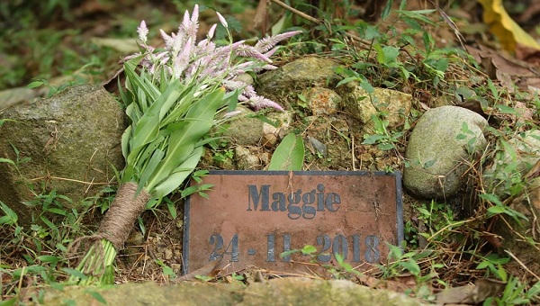 Diễn viên Mỹ gốc Việt Maggie Q đặt tên cho một chú gấu