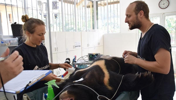 Diễn viên Mỹ gốc Việt Maggie Q đặt tên cho một chú gấu