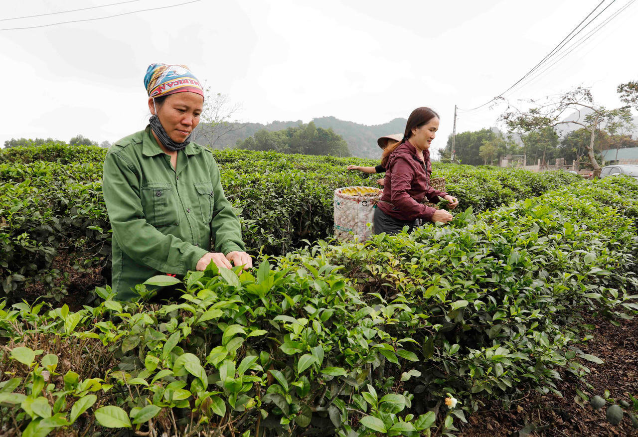 Ban Bí thư nêu nhiều giải pháp để tăng cường hiệu quả giảm nghèo bền vững 