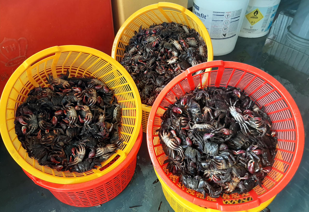 Muối ba khía ở Cà Mau - sức hấp dẫn của một nghề di sản