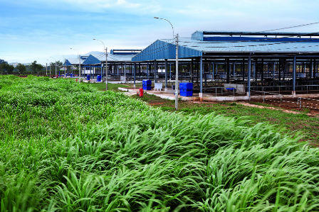 Tháng 1/2015: Vinamilk thu mua sữa bò tươi nguyên liệu của nông dân tăng gần 22% 