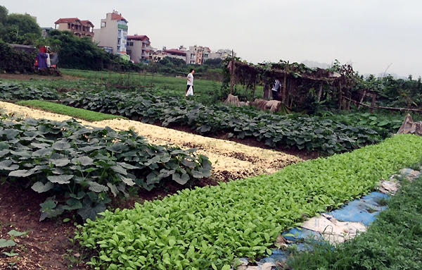 Săn rau hữu cơ: Phải đặt tiền trước mà giá vẫn cao