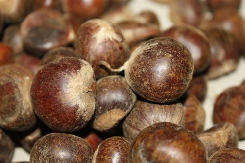 Đặc sản hạt rừng đắt hàng dịp Tết