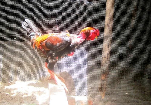 Gà tiến Vua được săn lùng dịp Tết