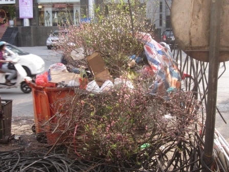 Sau Tết, những cành đào khoe sắc vứt la liệt ngoài đường