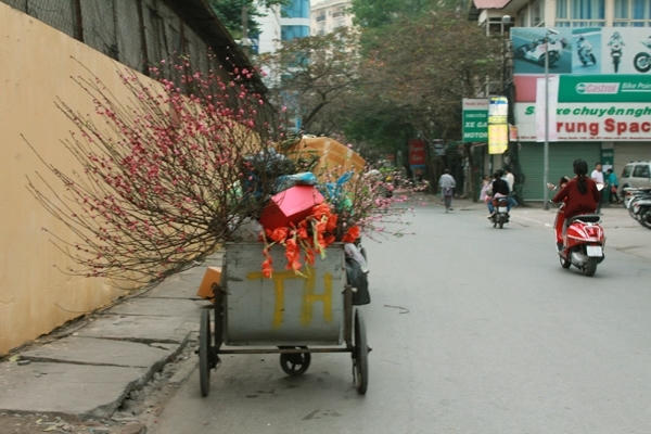 Sau Tết, những cành đào khoe sắc vứt la liệt ngoài đường