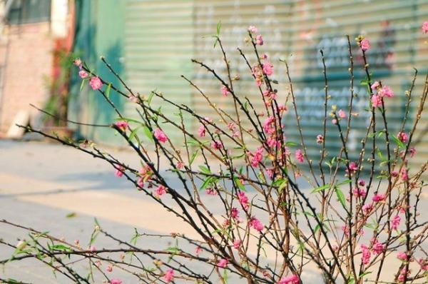 Sau Tết, những cành đào khoe sắc vứt la liệt ngoài đường