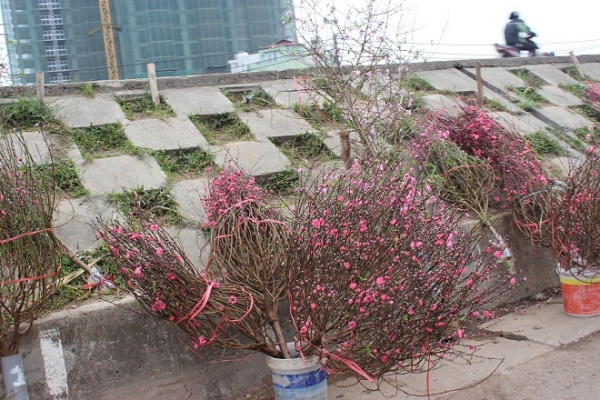 Đào bung nở sau tết, rẻ như bèo vẫn vắng khách mua