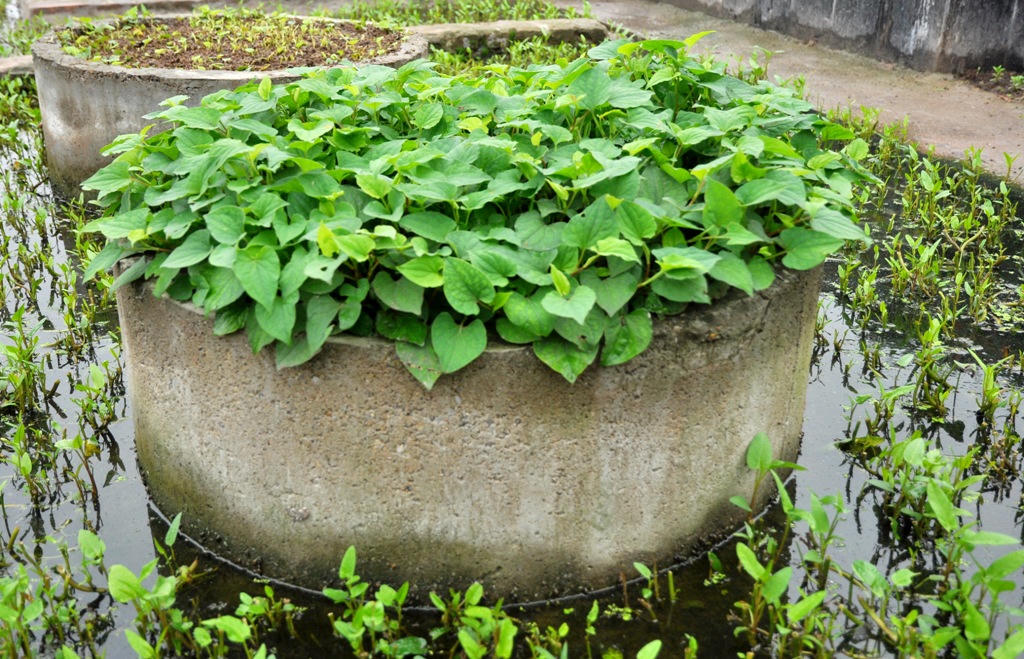 Kinh hoàng rau muống trồng cạnh "mộ tươi"... đang đến dạ dày người Thủ đô?