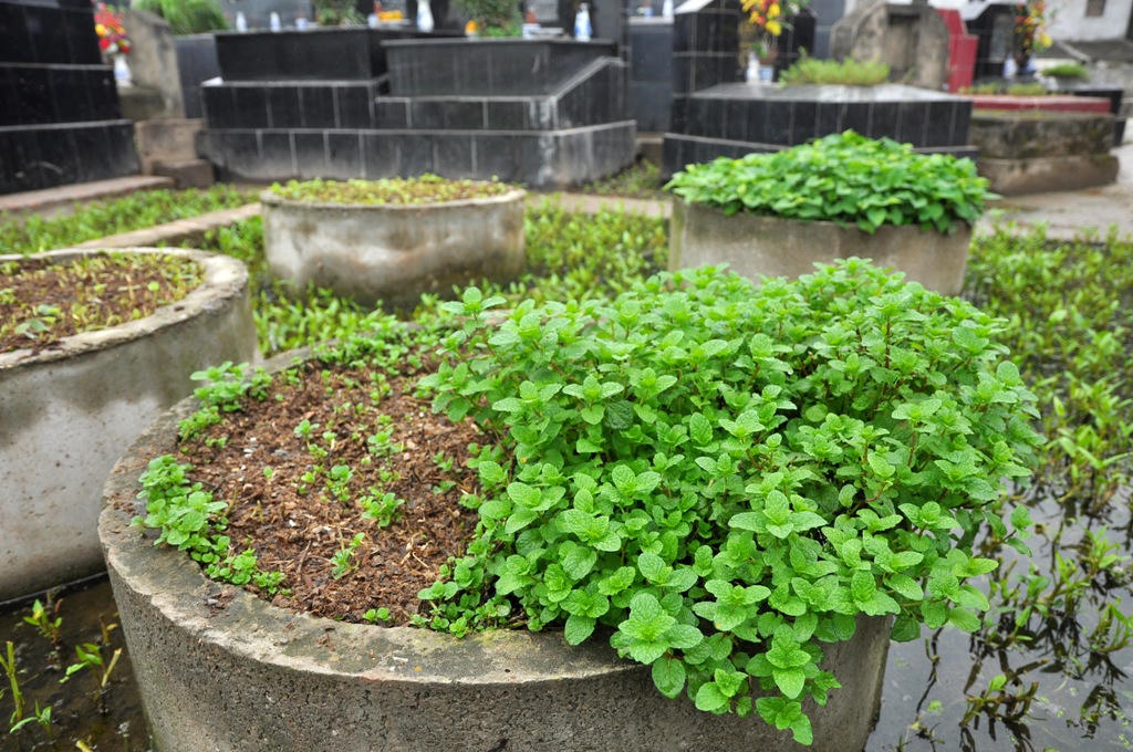 Kinh hoàng rau muống trồng cạnh "mộ tươi"... đang đến dạ dày người Thủ đô?