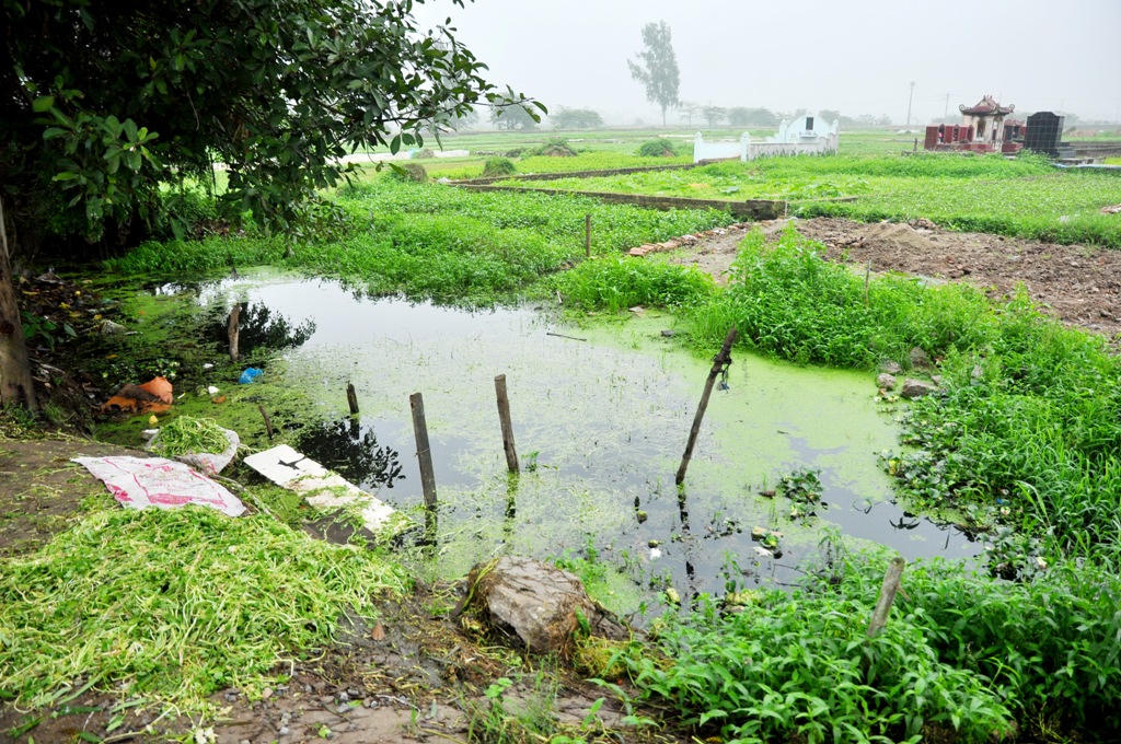 Kinh hoàng rau muống trồng cạnh "mộ tươi"... đang đến dạ dày người Thủ đô?