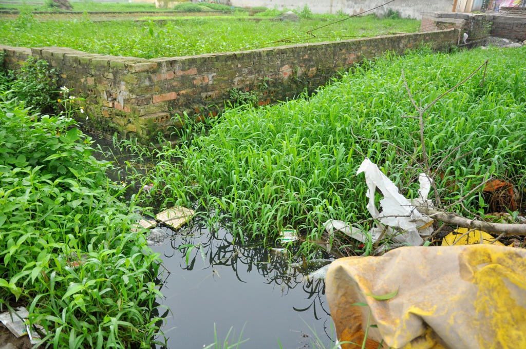 Kinh hoàng rau muống trồng cạnh "mộ tươi"... đang đến dạ dày người Thủ đô?