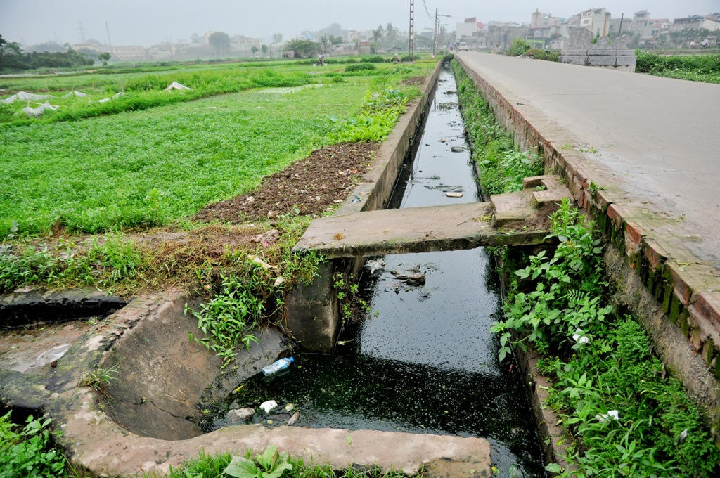 Kinh hoàng rau muống trồng cạnh "mộ tươi"... đang đến dạ dày người Thủ đô?