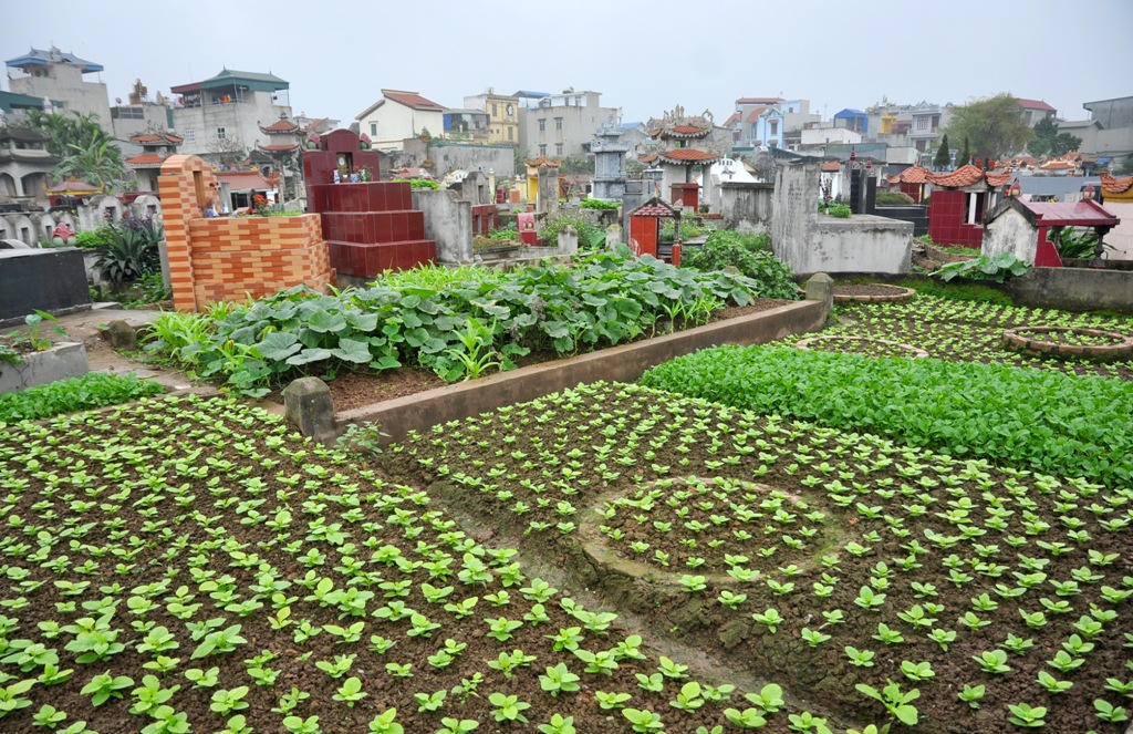 Kinh hoàng rau muống trồng cạnh "mộ tươi"... đang đến dạ dày người Thủ đô?