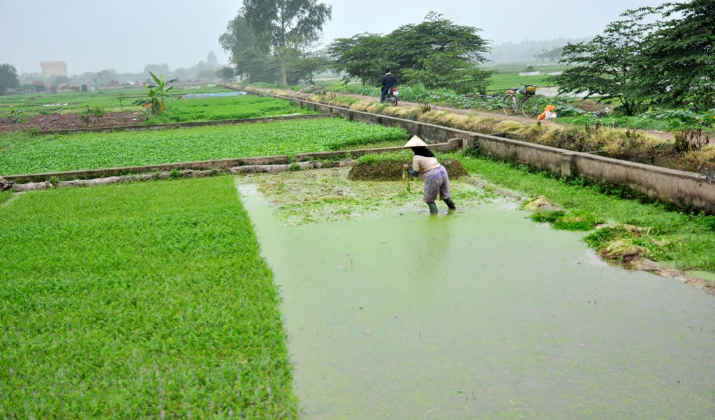 Kinh hoàng rau muống trồng cạnh "mộ tươi"... đang đến dạ dày người Thủ đô?