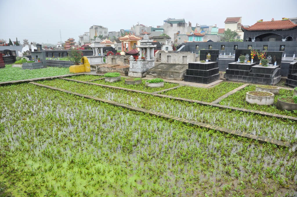 Kinh hoàng rau muống trồng cạnh "mộ tươi"... đang đến dạ dày người Thủ đô?