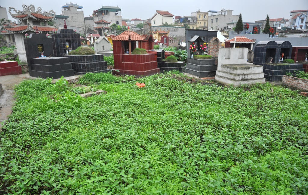 Kinh hoàng rau muống trồng cạnh "mộ tươi"... đang đến dạ dày người Thủ đô?
