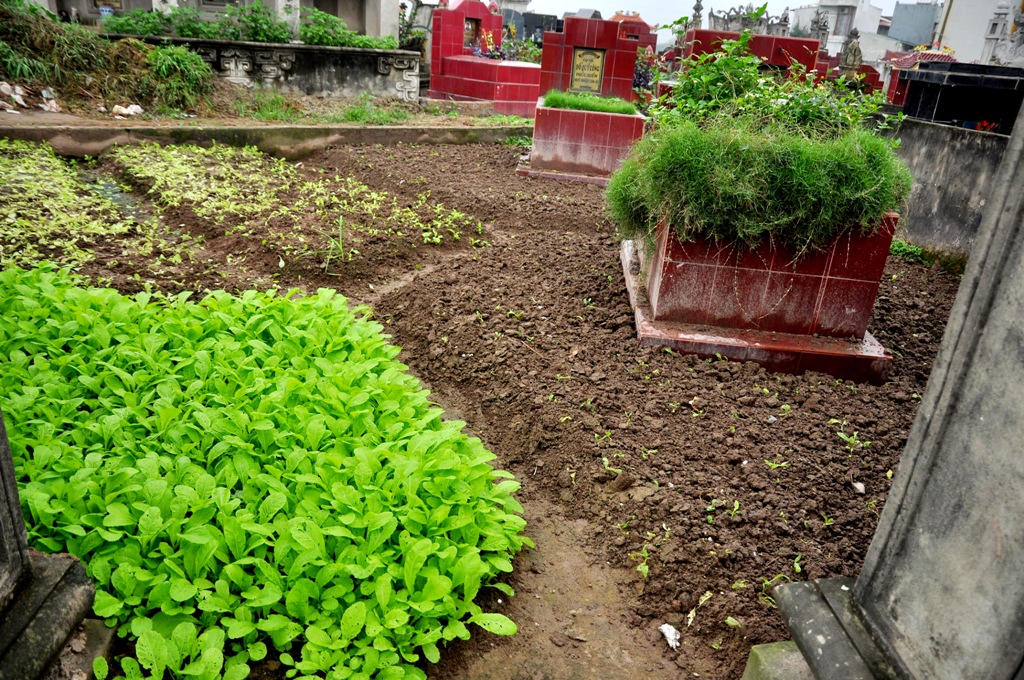 Kinh hoàng rau muống trồng cạnh "mộ tươi"... đang đến dạ dày người Thủ đô?
