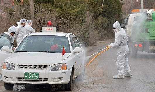 Hàn Quốc cấm vận chuyển gia cầm phòng chống H5N6