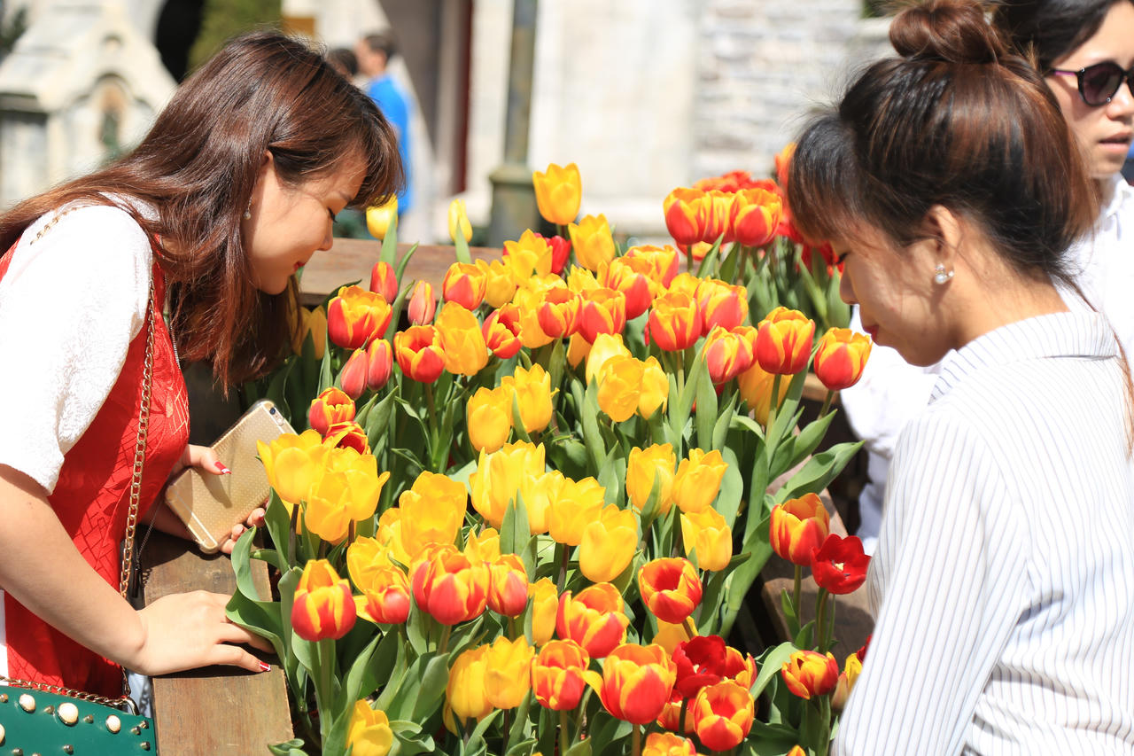Hơn triệu bông tulip biến Bà Nà thành “xứ sở Hà Lan”